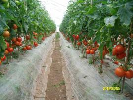 国产金玉X3F1-高抗TY番茄种子